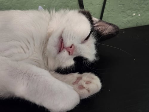 CLIVE - Domestic Medium Hair available for adoption