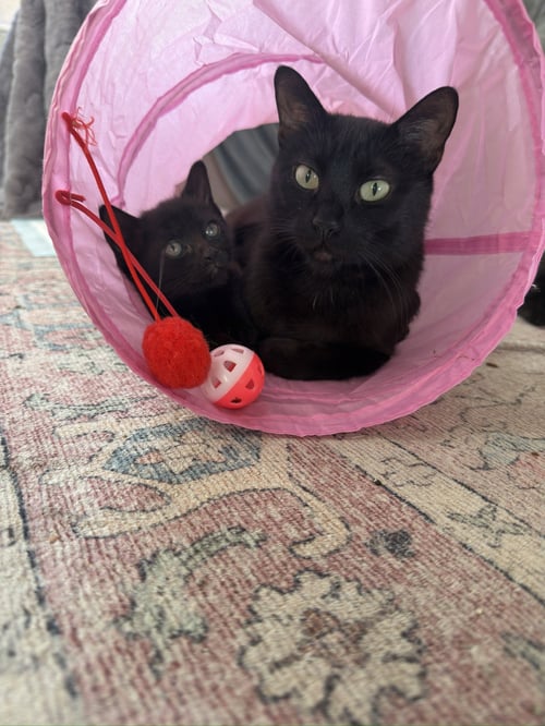 FEYRE - Domestic Short Hair available for adoption