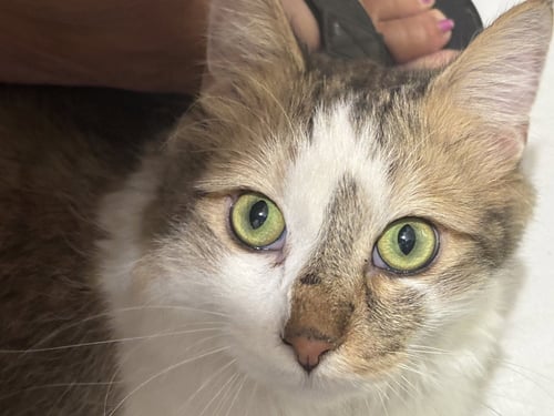 ARCHIE - Domestic Long Hair for adoption in Glendale
