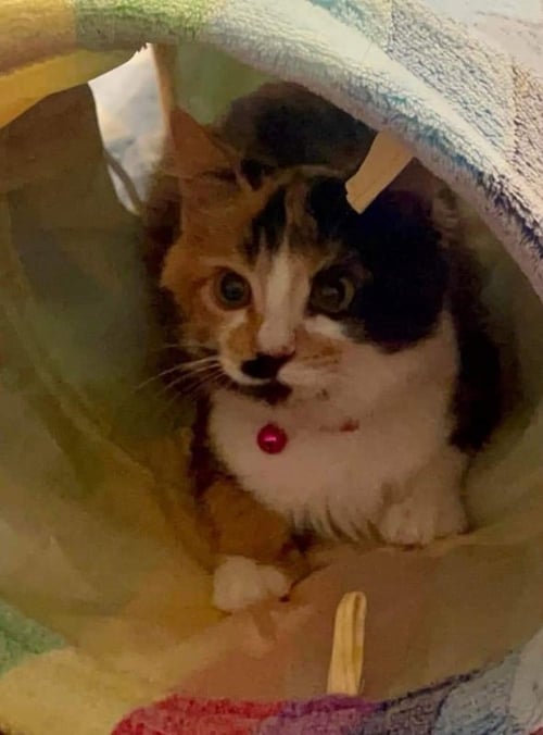 CAMI - Calico available for adoption
