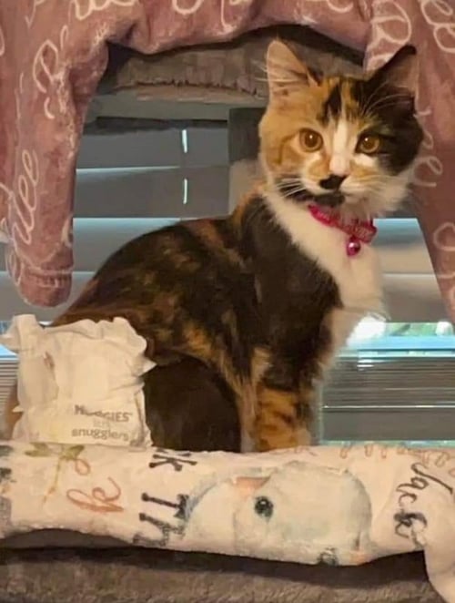 CAMI - Calico for adoption in Phoenix