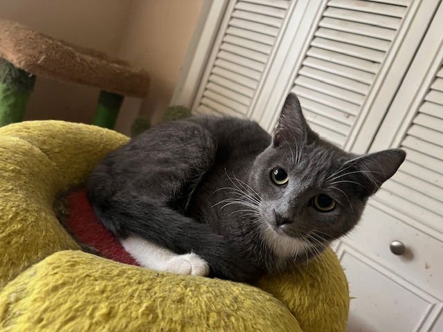 BLUE - Domestic Short Hair available for adoption