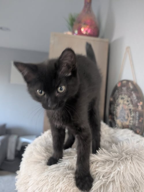 DEB - Domestic Short Hair available for adoption
