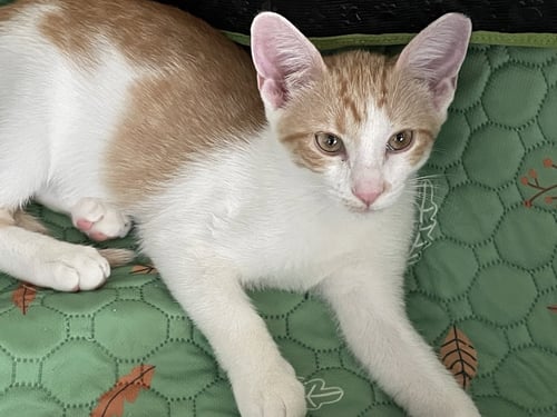 CARA - Domestic Short Hair available for adoption