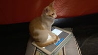 Cara - Photo 4