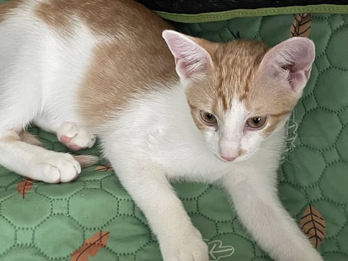 CARA - Domestic Short Hair available for adoption