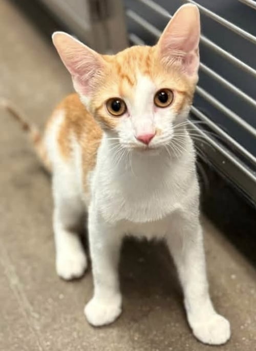 CARA - Domestic Short Hair available for adoption