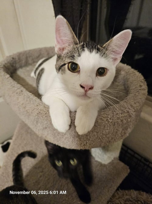 SPEX - Domestic Short Hair for adoption in Tempe