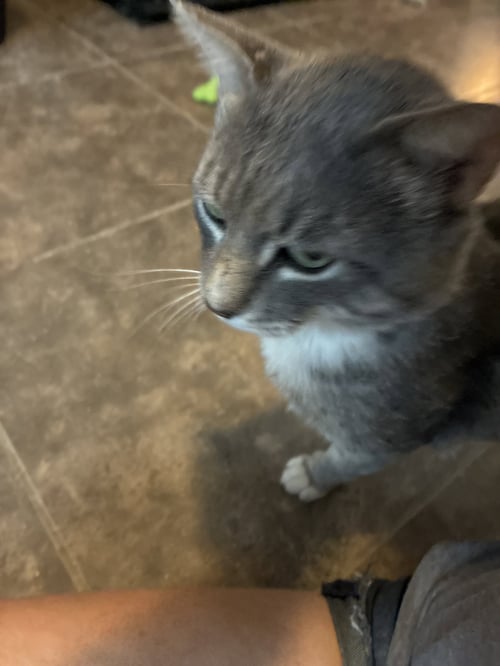 PAL - Domestic Short Hair available for adoption