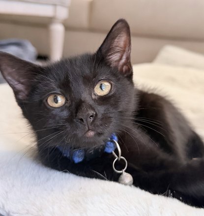 RHYS - Domestic Short Hair for adoption in Peoria