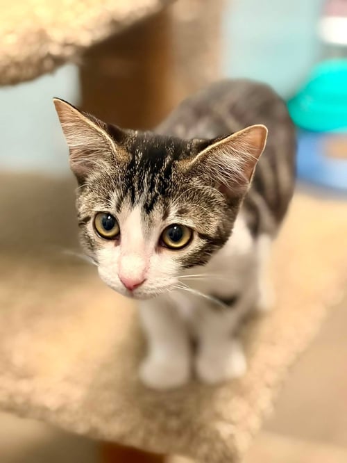 MARGOT - Domestic Medium Hair / Tabby available for adoption