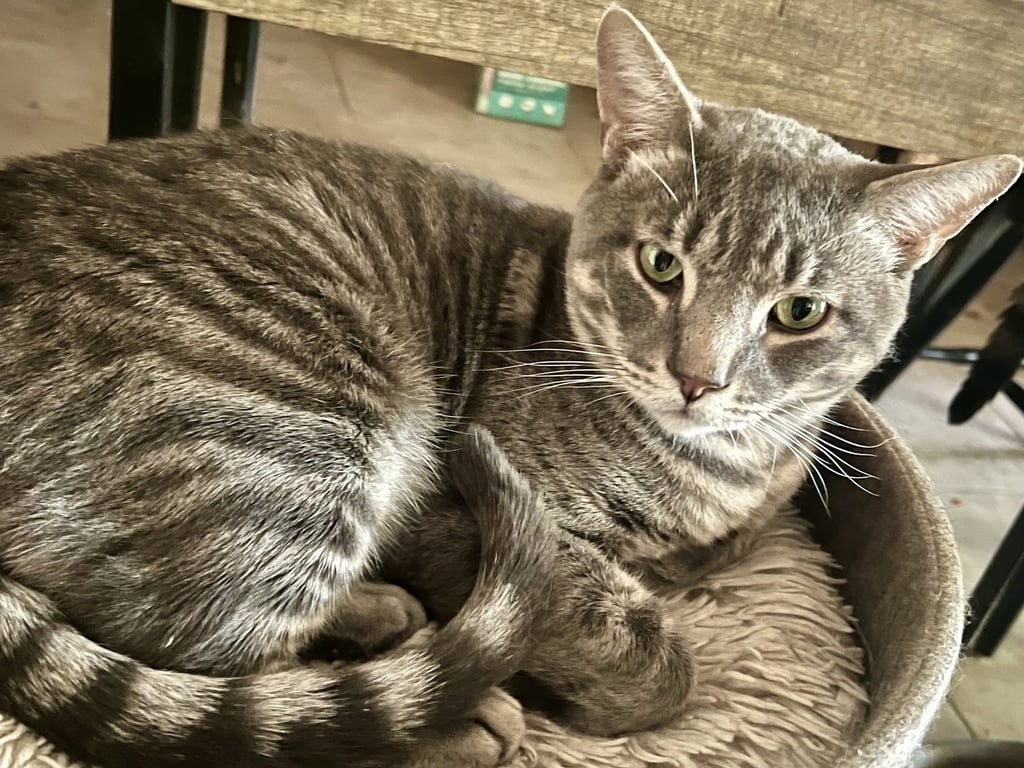Dexter (FIV+) Image