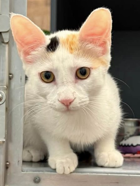 HARLEQUIN - Domestic Short Hair / Calico for adoption in Peoria