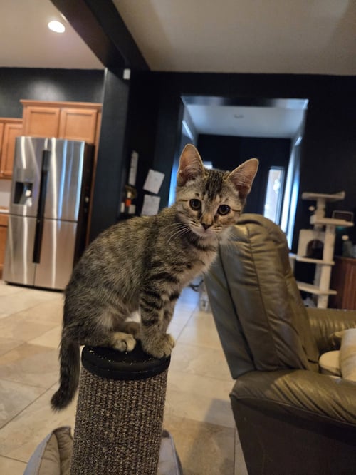 LINDA - Domestic Short Hair available for adoption