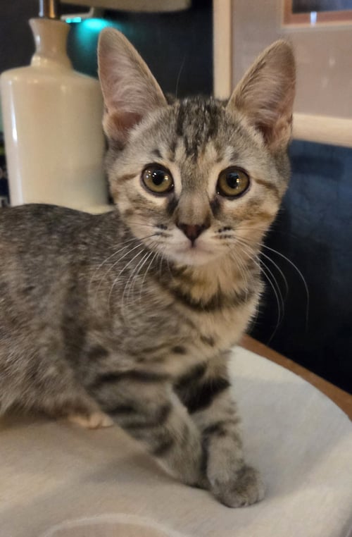 LINDA - Domestic Short Hair for adoption in Phoenix