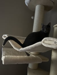 Cayenne - Photo 3