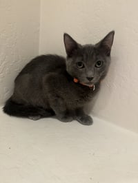 Cayenne - Photo 12