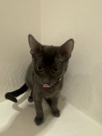 Cayenne - Photo 14