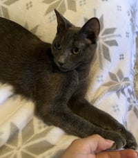 Cayenne - Photo 2