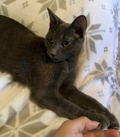 CAYENNE - Domestic Short Hair available for adoption