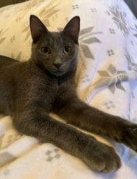 Cayenne - Photo 5