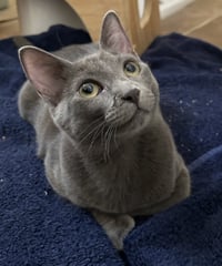 Cayenne - Photo 11