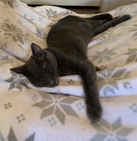 Cayenne - Photo 8
