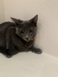 Cayenne - Photo 13