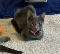 Cayenne - Photo 6