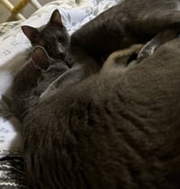 Cayenne - Photo 4