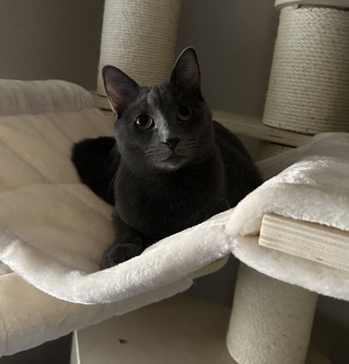 CAYENNE - Domestic Short Hair for adoption in Phoenix