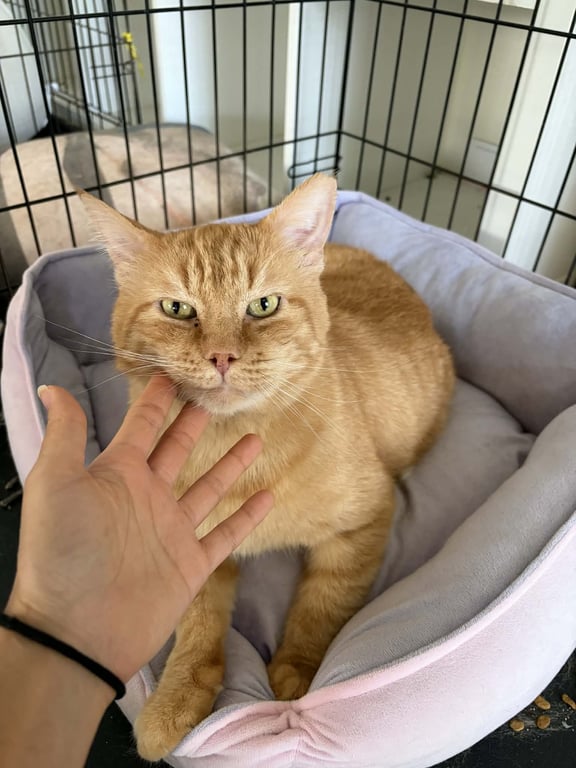 Bingo (FIV+) Image