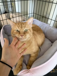 Bingo (FIV+) - Photo 1