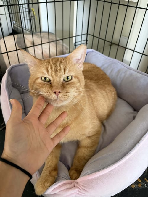 BINGO (FIV+) - Domestic Short Hair available for adoption