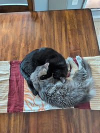 Keeks - Photo 5