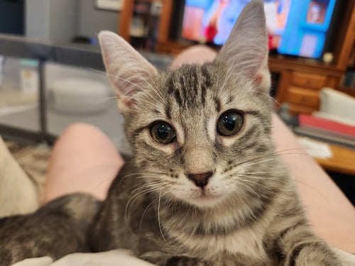 WHITNEY - Domestic Short Hair for adoption in Peoria