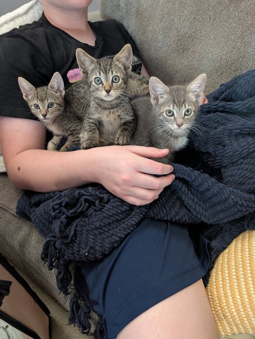 CRAIG - Domestic Short Hair / Tabby available for adoption