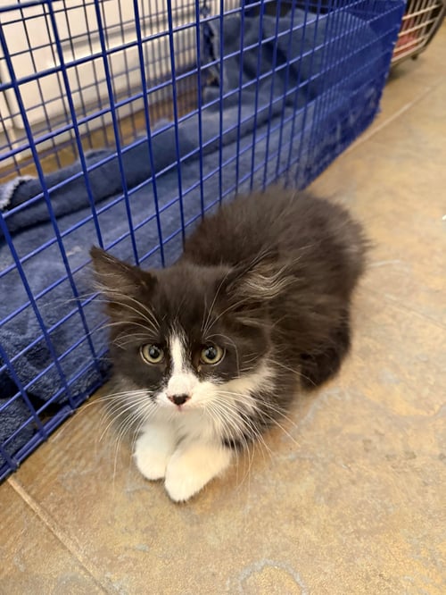 VIOLET - Domestic Long Hair / Tuxedo for adoption in Peoria