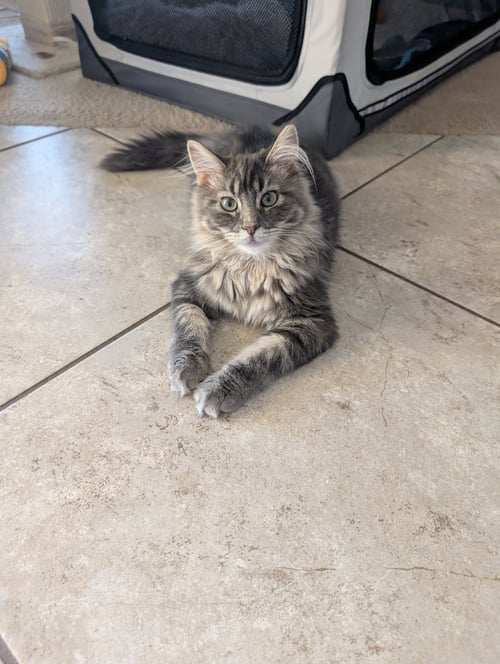 FRANKIE - Norwegian Forest Cat / Domestic Long Hair available for adoption