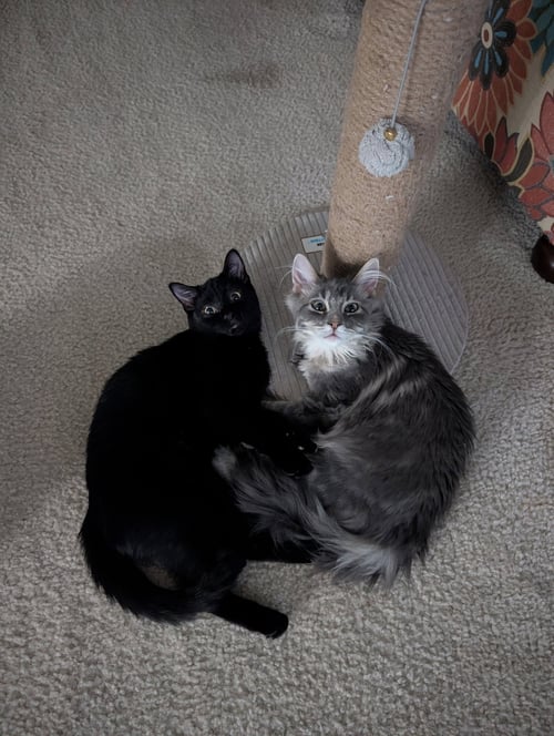 FRANKIE - Norwegian Forest Cat / Domestic Long Hair available for adoption