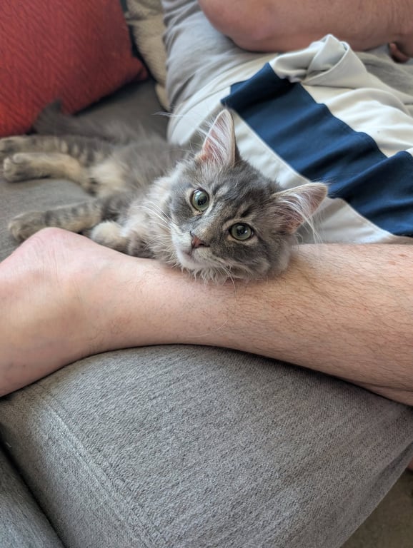 Frankie Image