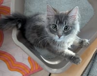 Frankie - Photo 4