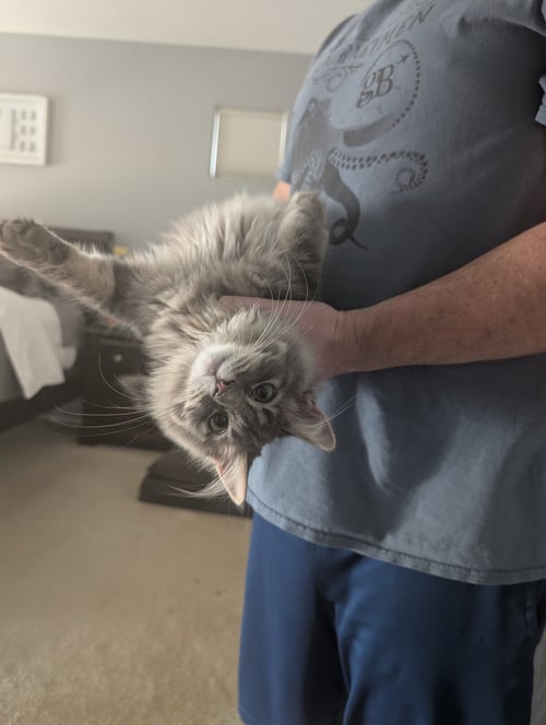 FRANKIE - Norwegian Forest Cat / Domestic Long Hair available for adoption