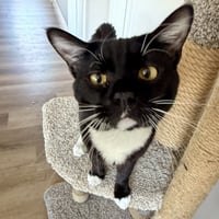 Archibald - Photo 2