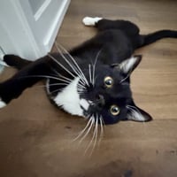 Archibald - Photo 5