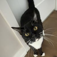 Archibald - Photo 3