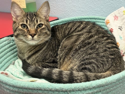 NEO - Domestic Short Hair available for adoption
