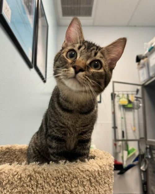 NEO - Domestic Short Hair for adoption in Phoenix