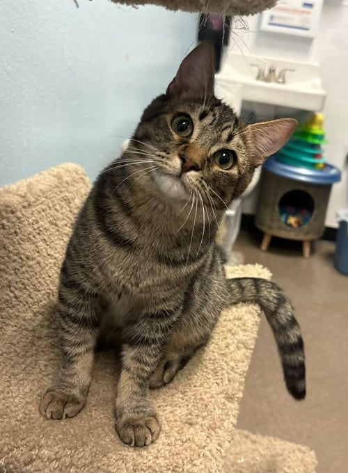 NEO - Domestic Short Hair for adoption in Peoria