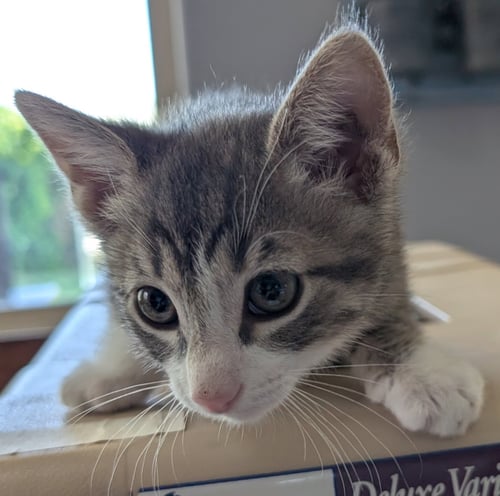 RASCAL - Domestic Short Hair / Tabby available for adoption